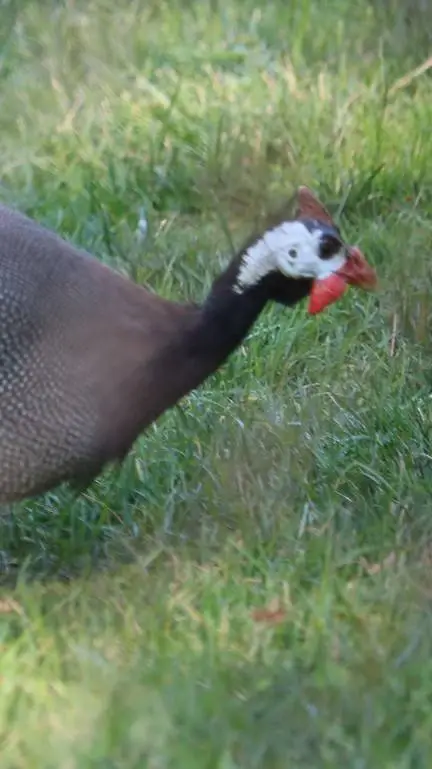 ai character: fat guinea fowl background