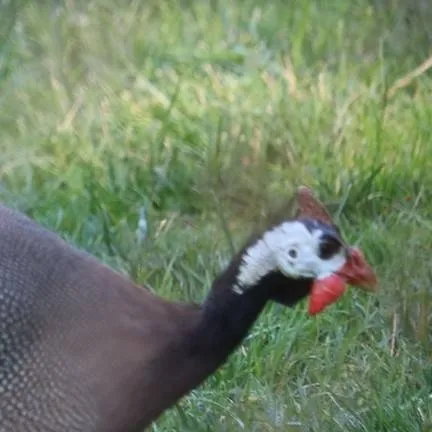 chat with ai character: fat guinea fowl