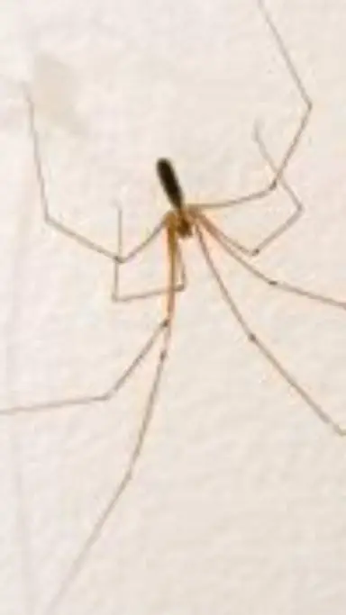 ai character: ara?a de siempre  background