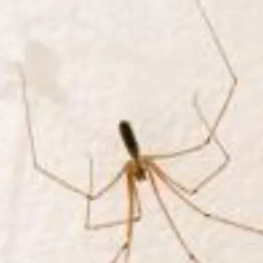 chat with ai character: ara?a de siempre 