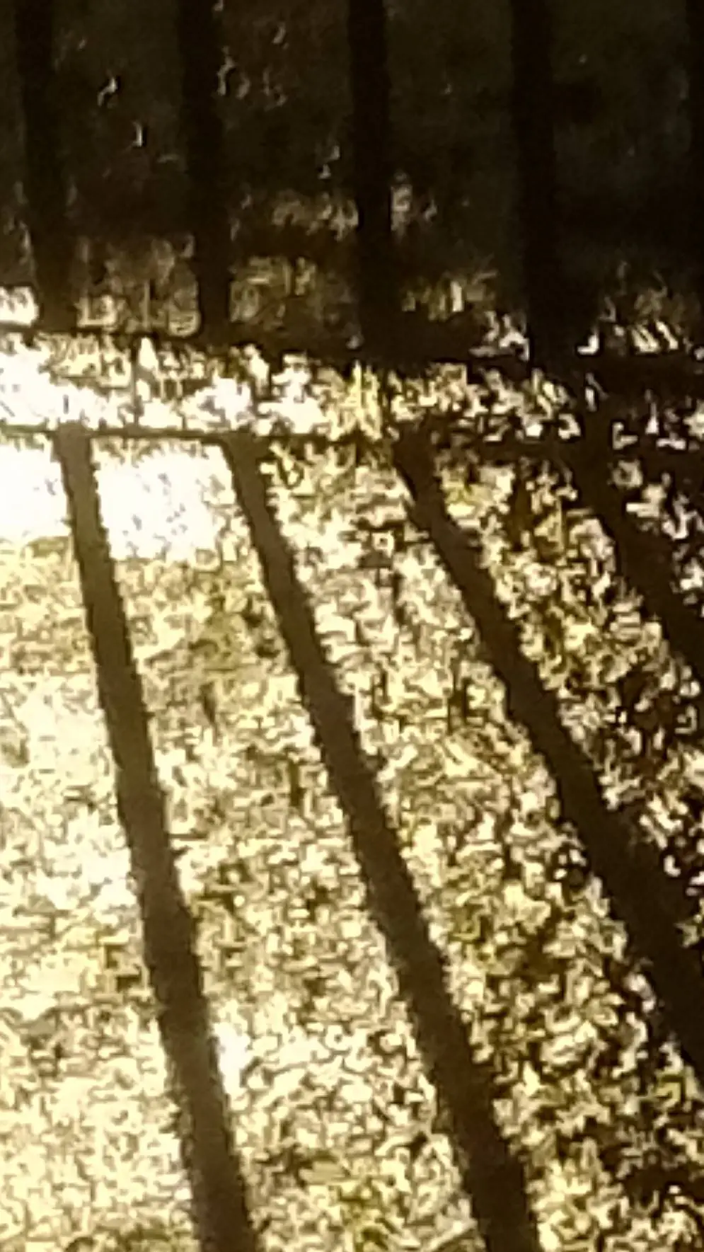 ai character: Paloma evo background