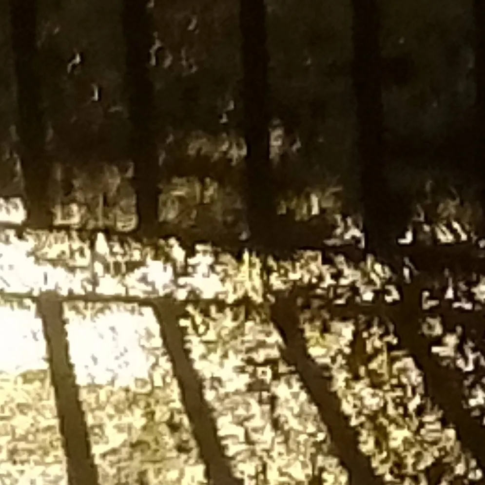 chat with ai character: Paloma evo