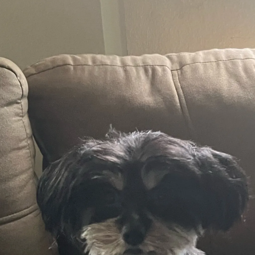 chat with ai character: Luna