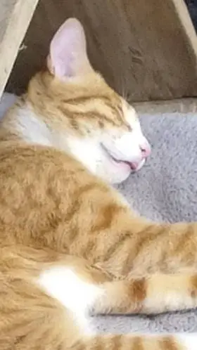 ai character: OC universe background