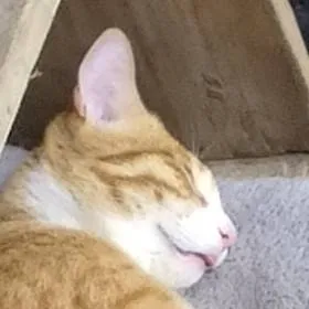 chat with ai character: OC universe