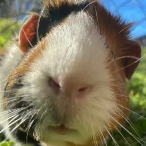 chat with ai character: stranger things