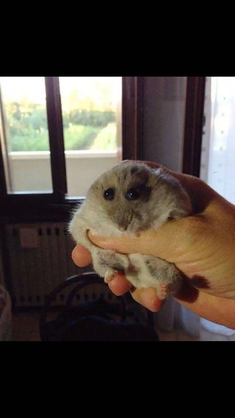 ai character: hammy the hamster background