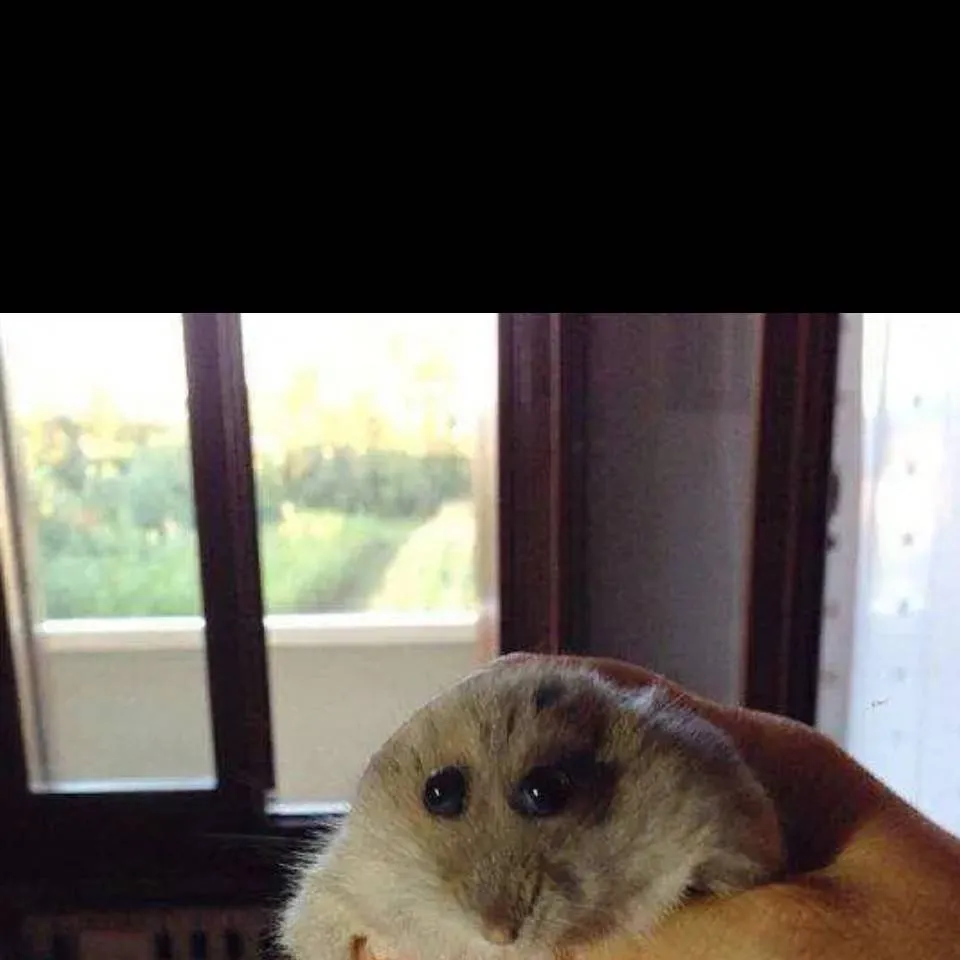 chat with ai character: hammy the hamster