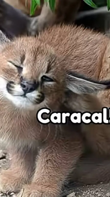 ai character: Caracal background