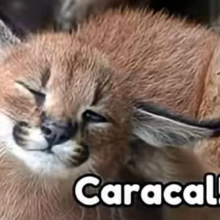 chat with ai character: Caracal