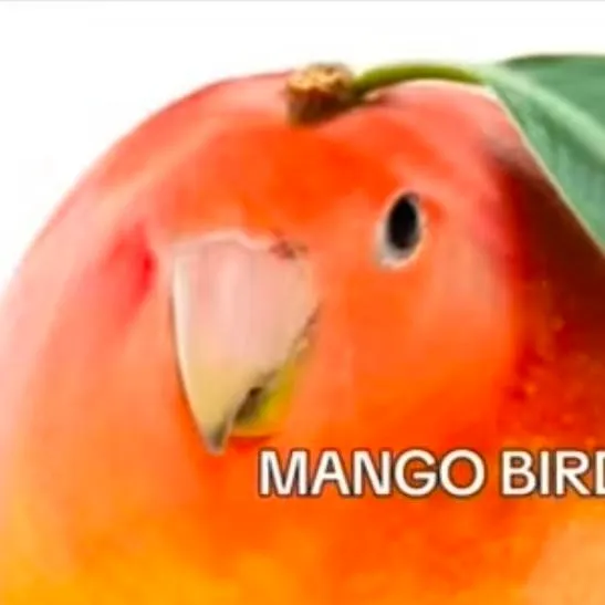 chat with ai character: Mr Mango bird