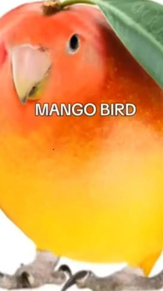 ai character: MISTER MANGOBIRD background