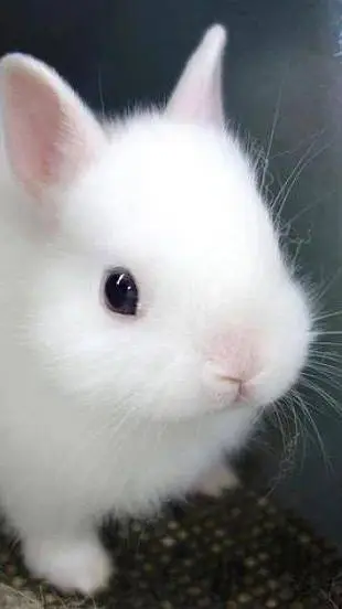 ai character: 🐇Lapin blanc🐇 background
