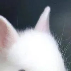 chat with ai character: 🐇Lapin blanc🐇