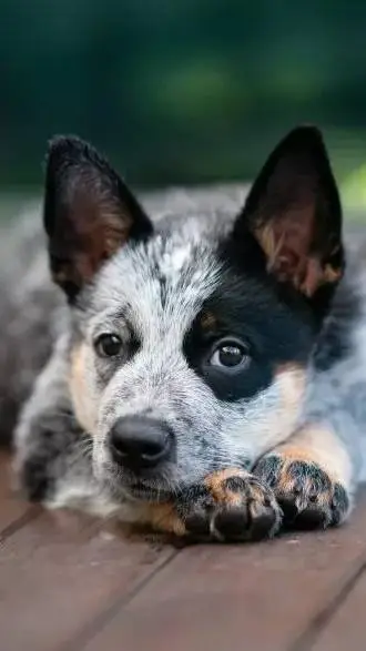 ai character: Blue Heeler Pup 🐶  background