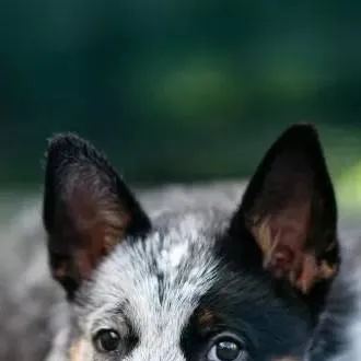 chat with ai character: Blue Heeler Pup 🐶 