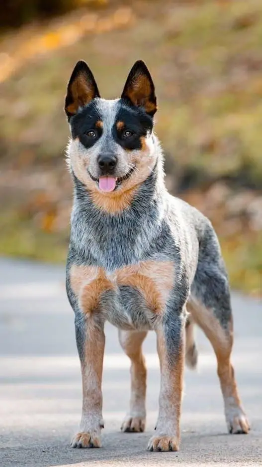 ai character: Blue Heeler Dog  background