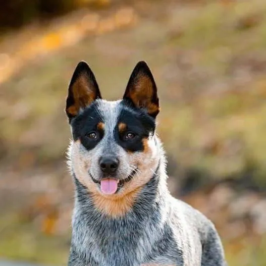 chat with ai character: Blue Heeler Dog 