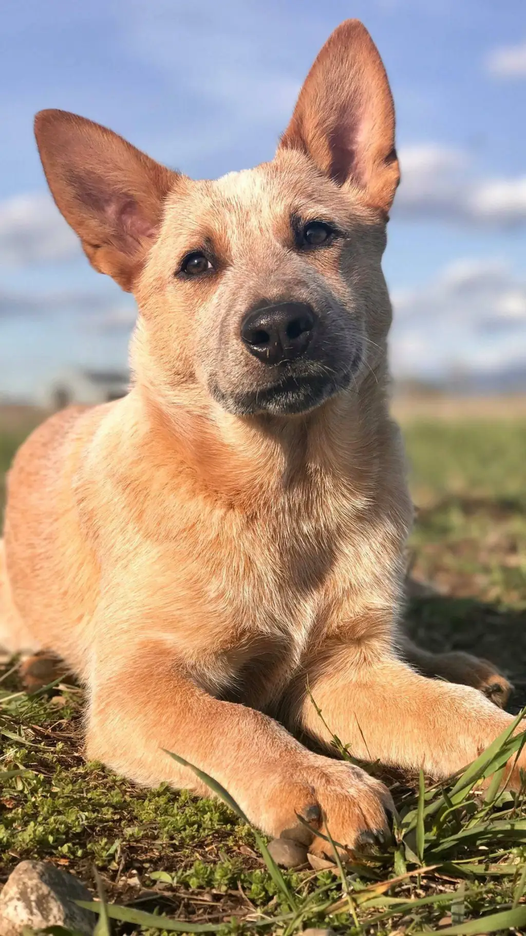 ai character: Red Heeler Dog background