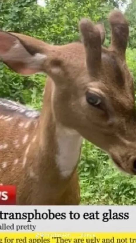 ai character: Deer background