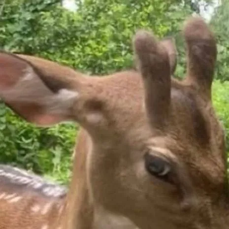 chat with ai character: Deer