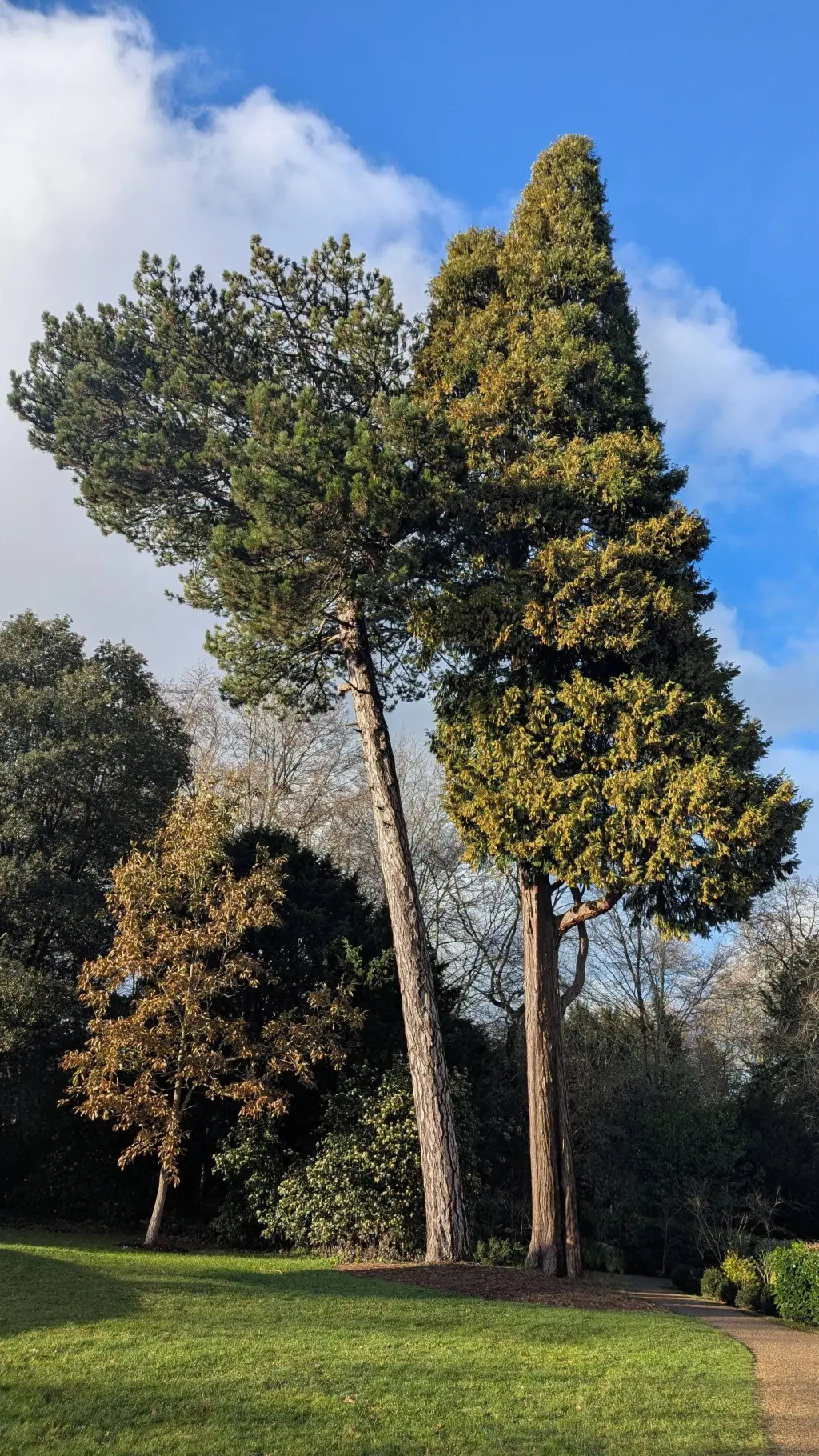 ai character: ★ Sim!Sans ★ background