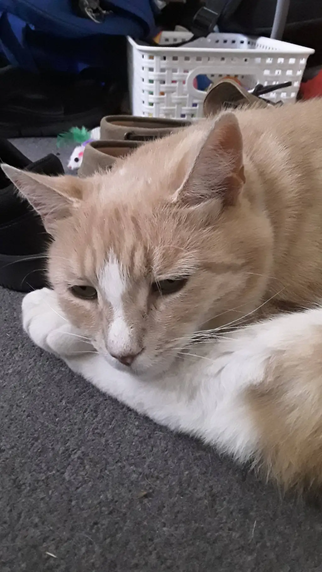 ai character: tibbles  background