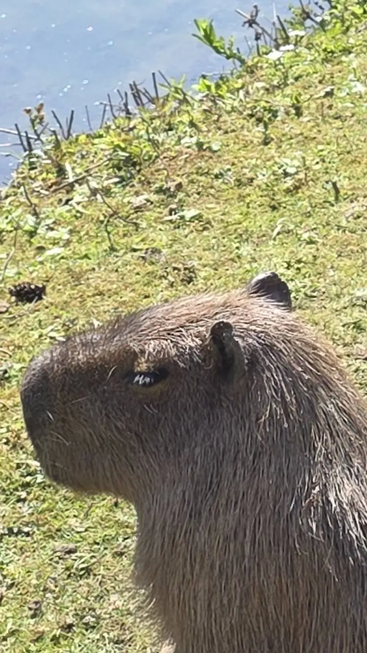 ai character: capybara  background