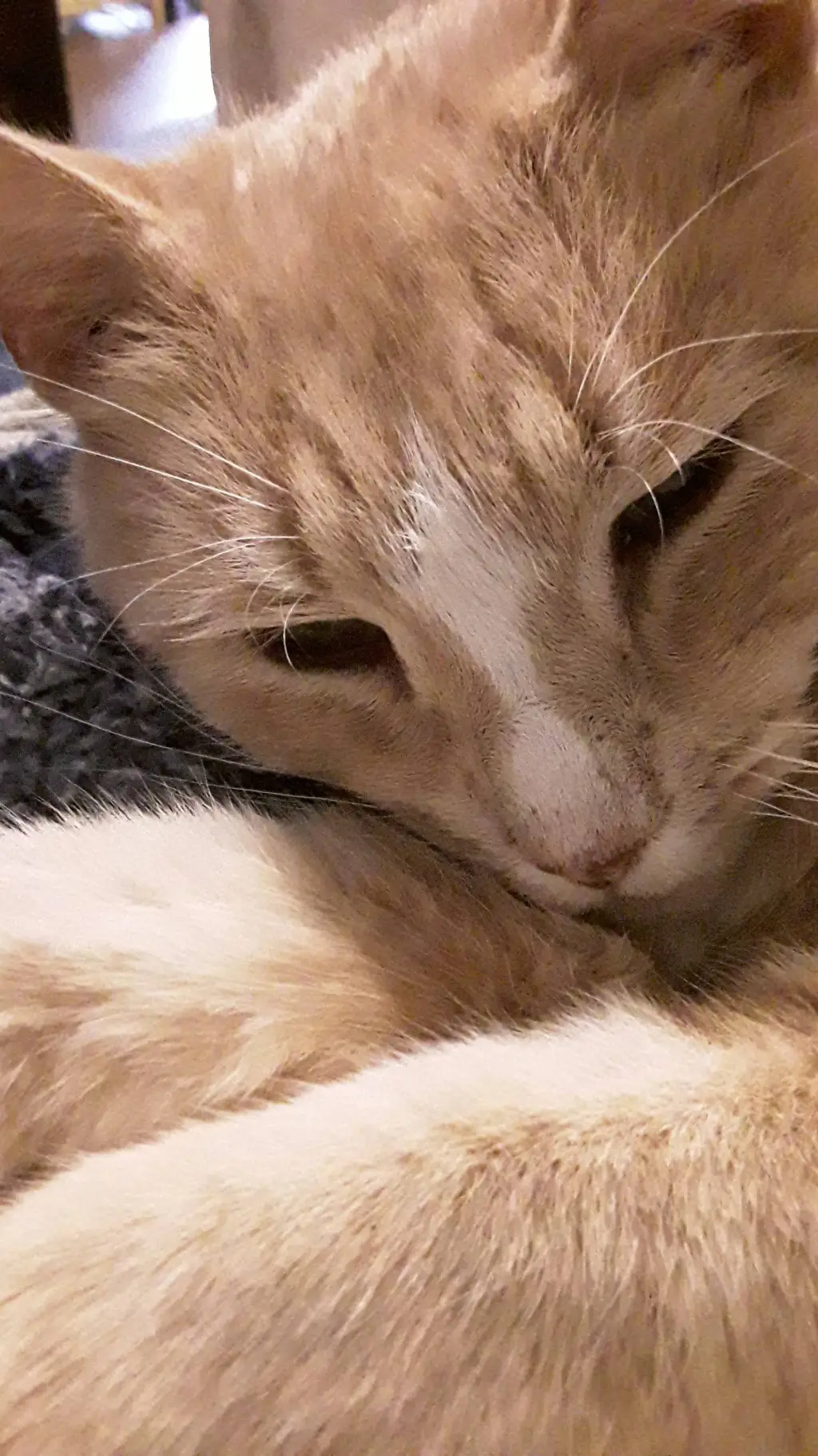 ai character: cat background