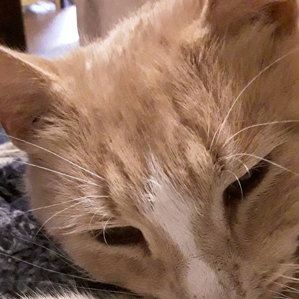 chat with ai character: cat