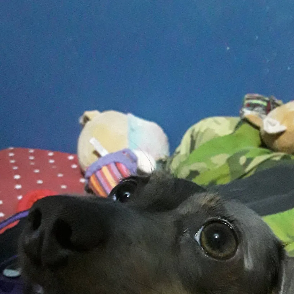 chat with ai character: dog