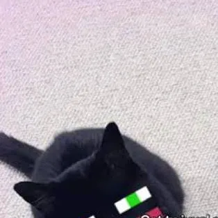 chat with ai character: Verity gato