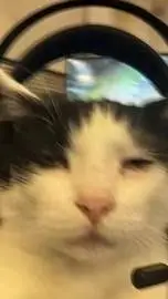 ai character: meme cat background