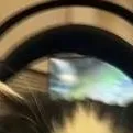 chat with ai character: meme cat
