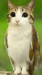 ai character: meow!  background