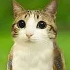 chat with ai character: meow! 