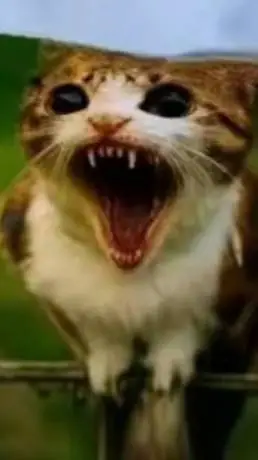 ai character: meowI?  background