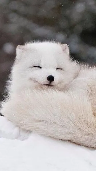 ai character: Baby arctic fox  background