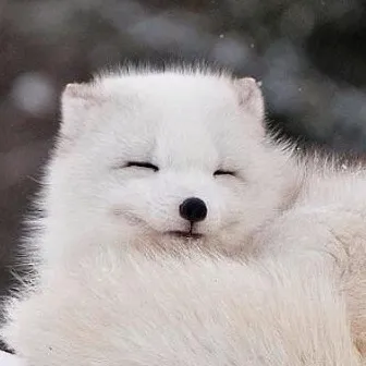 chat with ai character: Baby arctic fox 