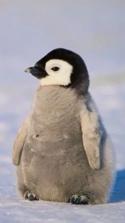 ai character: Baby penguin background