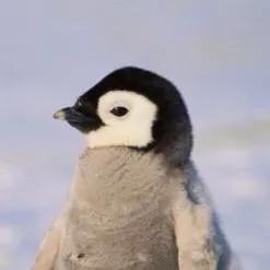 chat with ai character: Baby penguin