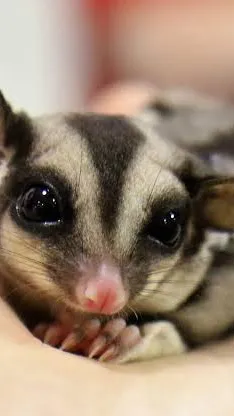 ai character: Sugar glider background