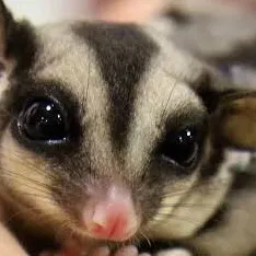 chat with ai character: Sugar glider