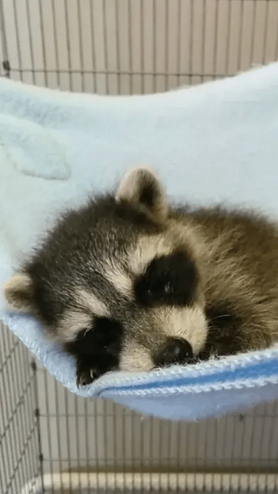 ai character: Small raccoon background