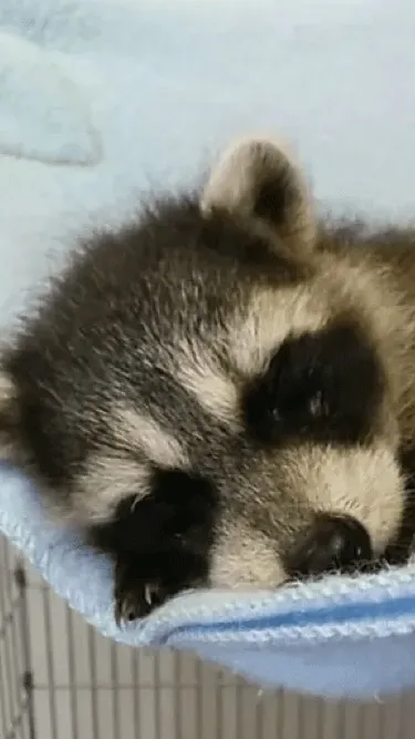 chat with ai character: Small raccoon
