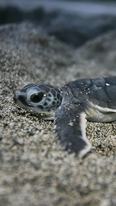 ai character: Baby sea turtle  background