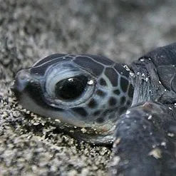chat with ai character: Baby sea turtle 