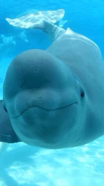 ai character: Playful beluga background