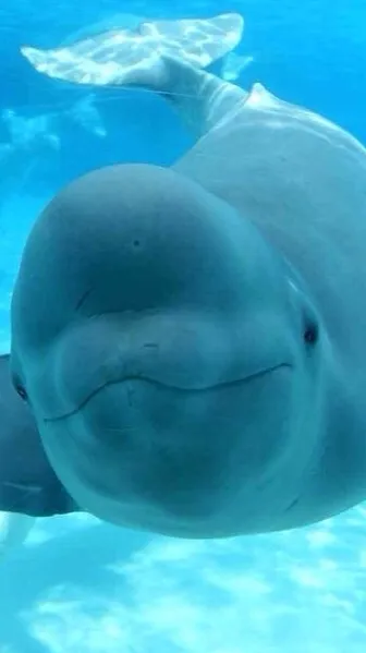 chat with ai character: Playful beluga