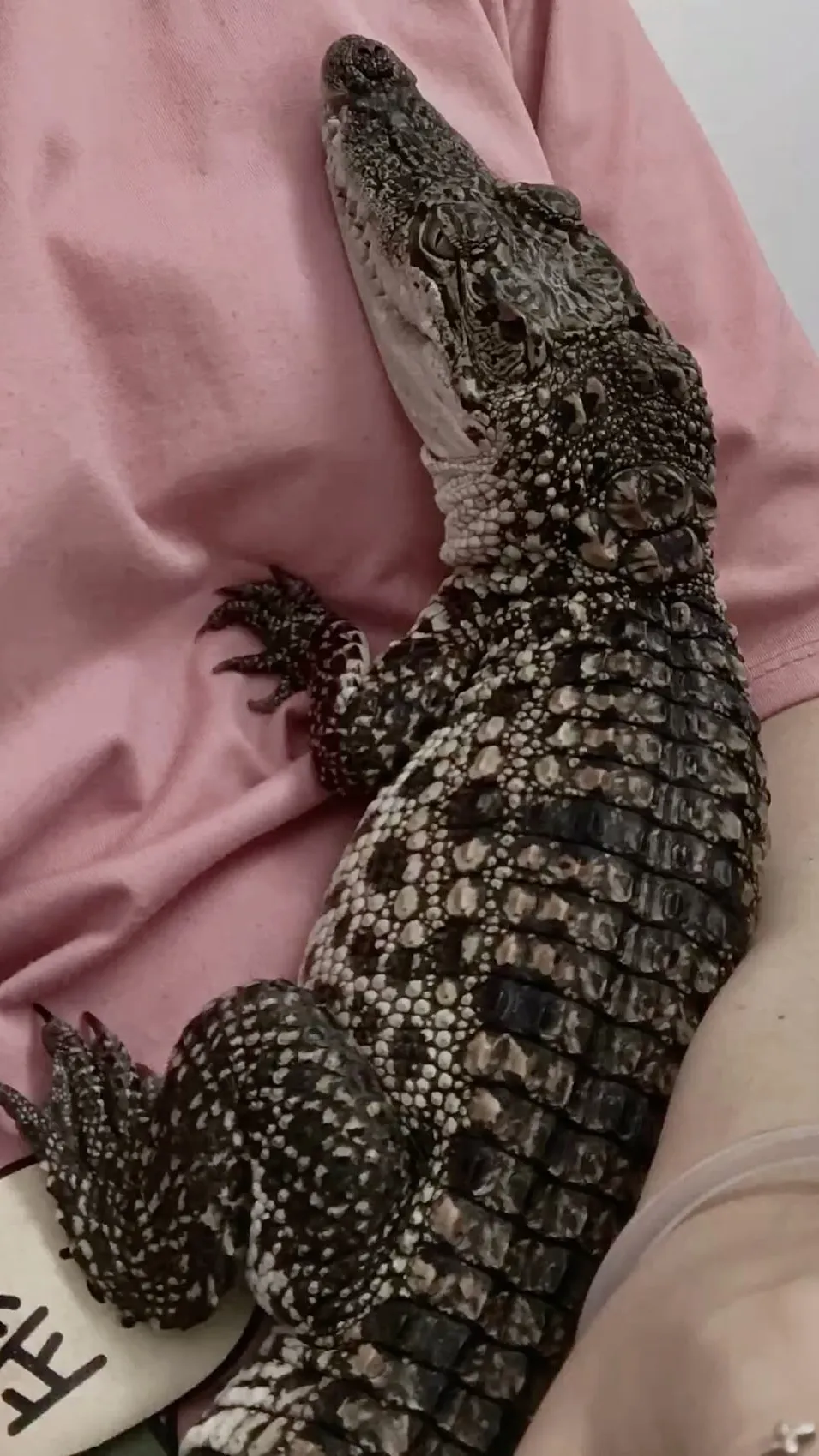 ai character: Baby crocodile background